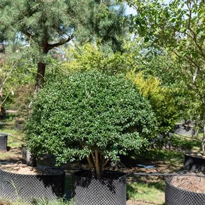 Schirmform 150-200 313.224 WA - Burkwoods Duftblüte - Osmanthus burkwoodii - Collection