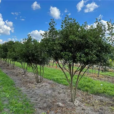 Schirmform 150 - 200 x 200 - 250, Nr. 66B WA311-446 2500 - Stachelblättrige Duftblüte - Osmanthus heterophyllus - Collection