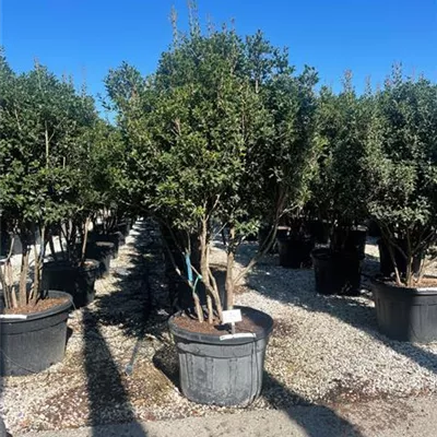 Solitär - Stachelblättrige Duftblüte - Osmanthus heterophyllus - Collection