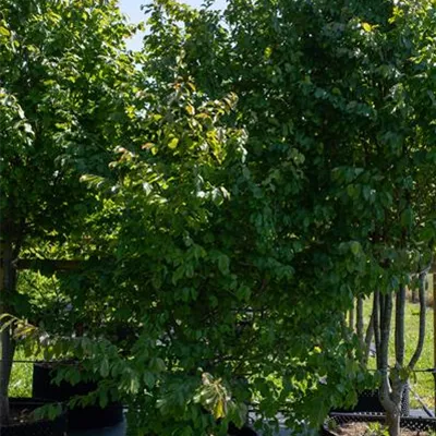 Sol 275-300, Nr. 36, 2050 - Eisenbaum - Parrotia persica - Collection