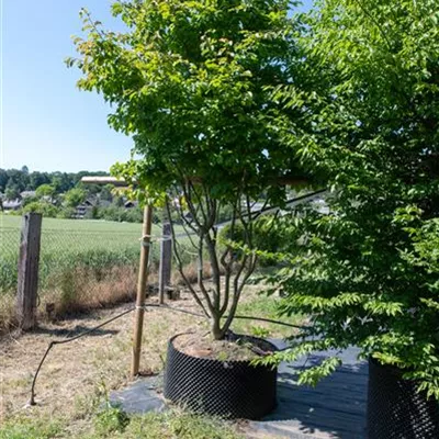 Sol 275-300, Nr. 50, 2050 - Eisenbaum - Parrotia persica - Collection