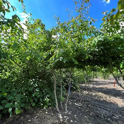 Schirmform 200 - 250 x 250 - 300 - Eisenbaum - Parrotia persica - Collection