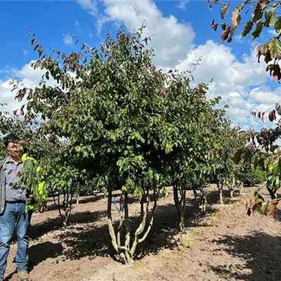 Schirmform 200 - 250 x 300 - 350, - Eisenbaum - Parrotia persica - Collection