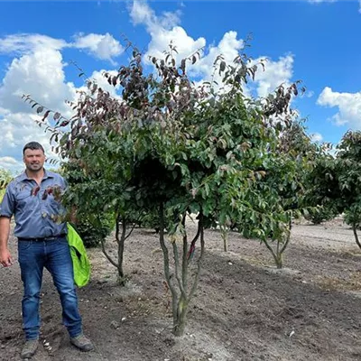 Schirmform 200 - 250 x 250 - 300, - Eisenbaum - Parrotia persica - Collection