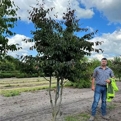 Schirmform 150 - 200 x 300 - 350, - Eisenbaum - Parrotia persica - Collection