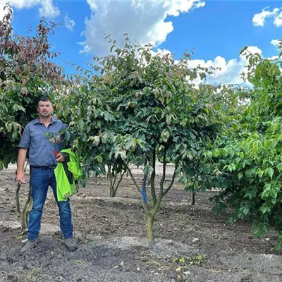 Schirmform 200 - 250 x 200 - 250, - Eisenbaum - Parrotia persica - Collection