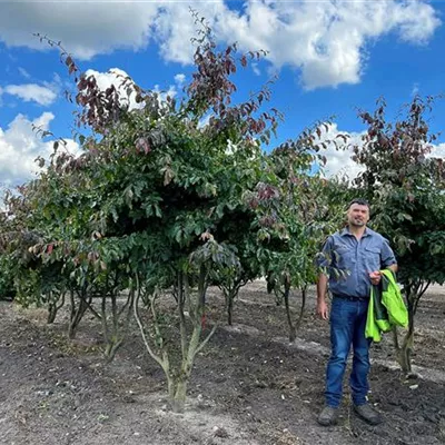 Schirmform 200 - 250 x 300 - 350, - Eisenbaum - Parrotia persica - Collection