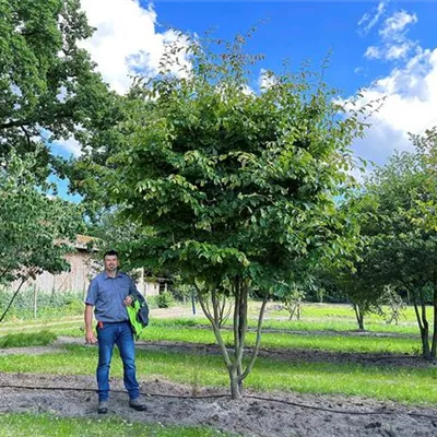 Schirmform 300 - 350 x 400 - 450, - Eisenbaum - Parrotia persica - Collection