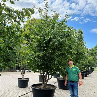 Schirmform 200 - 300 x 350 - 400, Nr. 2D 3400 - Eisenbaum - Parrotia persica - Collection