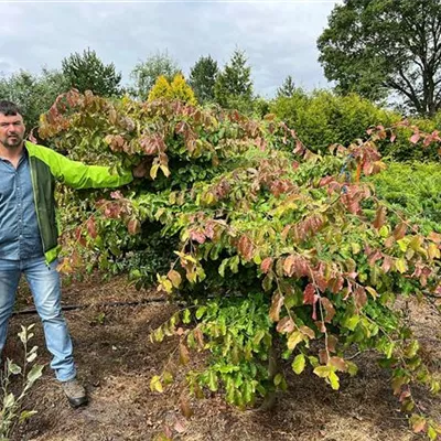 Sol 150 - 200 x 200 - 225, Nr. 38D - Eisenbaum - Parrotia persica - Collection