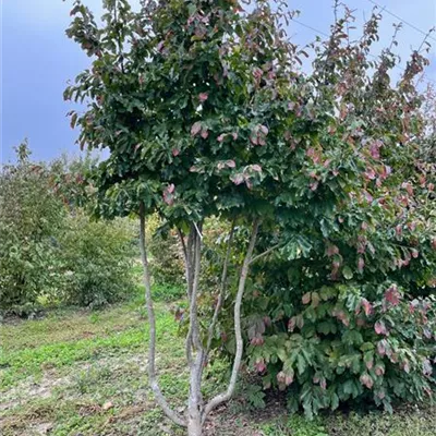 Sol 150 - 200 x 200 - 225, Nr. 38D - Eisenbaum - Parrotia persica - Collection