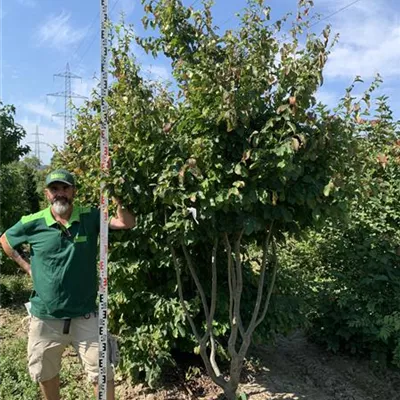 Sol, 225-250, - Eisenbaum - Parrotia persica - Collection