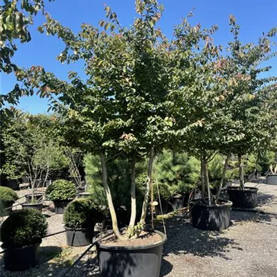 Schirm C/ 300-350, - Eisenbaum - Parrotia persica - Collection