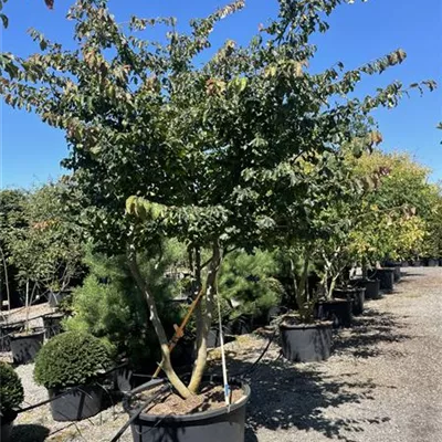 Schirm C/ 300-350, - Eisenbaum - Parrotia persica - Collection