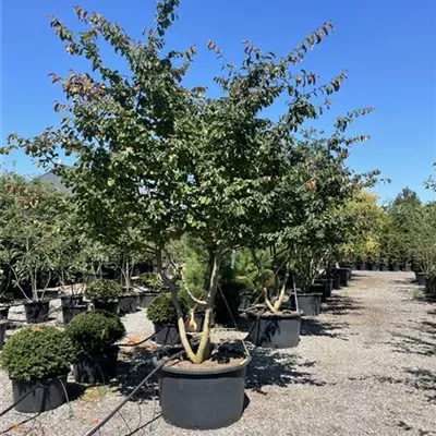 Schirm C/ 300-350, - Eisenbaum - Parrotia persica - Collection