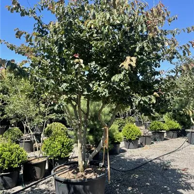 Schirm C/ 300-350, - Eisenbaum - Parrotia persica - Collection