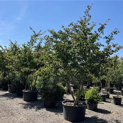 Schirm C/ 300-350, - Eisenbaum - Parrotia persica - Collection