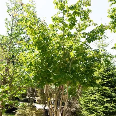 Schirmform MB 225-250 309.67 WA 3150 - Eisenbaum - Parrotia persica - Collection