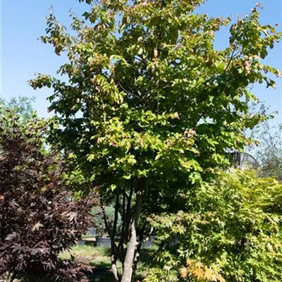 Schirmform 300-350 312.208 WA - Eisenbaum - Parrotia persica - Collection