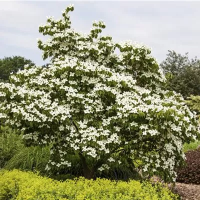 im Container 80 - 100 - Kousa-Hartriegel - Cornus kousa 'China Girl'