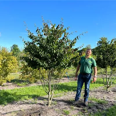 Schirmform 150-200 x 250-275 Nr. 4C 2250 - Eisenbaum - Parrotia persica - Collection