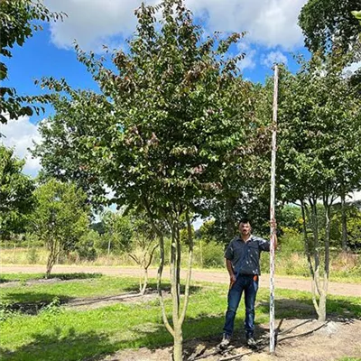 Schirmform 200 - 300 x 400 - 450, - Eisenbaum 'Vanessa' - Parrotia persica 'Vanessa' - Collection