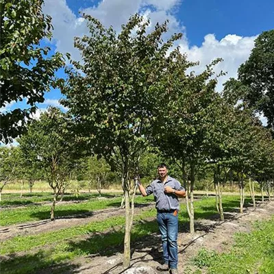 Schirmform 200 - 300 x 400 - 500, - Eisenbaum 'Vanessa' - Parrotia persica 'Vanessa' - Collection