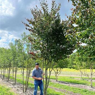 Schirmform 200 - 300 x 350 - 400, Nr. 77A 2800 - Eisenbaum 'Vanessa' - Parrotia persica 'Vanessa' - Collection