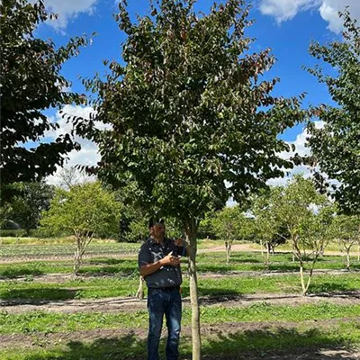 Schirmform 200 - 300 x 400 - 500, - Eisenbaum 'Vanessa' - Parrotia persica 'Vanessa' - Collection