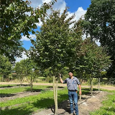 Schirmform 200 - 300 x 400 - 500, - Eisenbaum 'Vanessa' - Parrotia persica 'Vanessa' - Collection