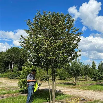 Schirmform 300 - 350 x 400 - 450, Nr. 72B, 3800 - Eisenbaum 'Vanessa' - Parrotia persica 'Vanessa' - Collection