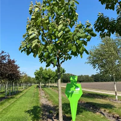 Sol Baum 5xv mDb 400-500 x 500-700 60- 70 - Blauglockenbaum - Paulownia tomentosa - Collection