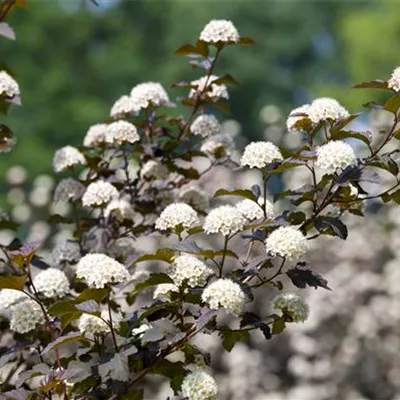 Sol 3xv mB 100- 125 - Blasenspiere 'Diabolo' - Physocarpus opulifolius 'Diabolo' - Collection