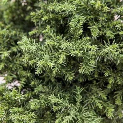 im Container 40 - 50 - Sicheltanne - Cryptomeria japonica 'Bandai'