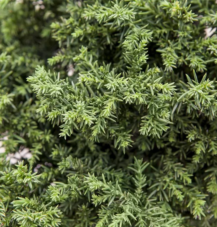 Sicheltanne - Cryptomeria japonica 'Bandai'