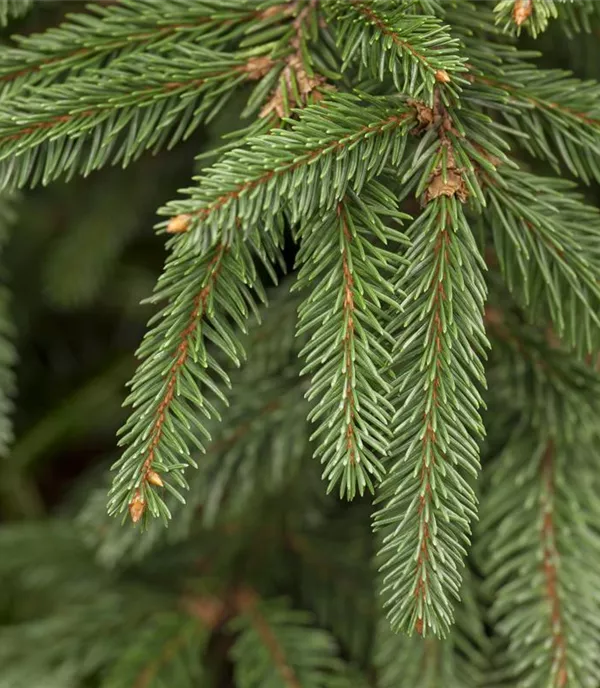 Picea abies 'Inversa' - Collection