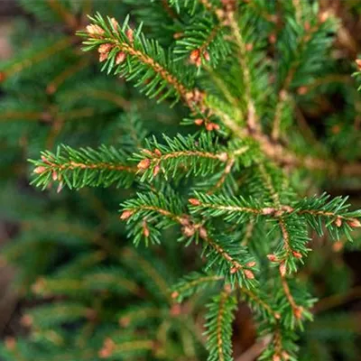 Sol 5xv mDb 70- 80 - Gnomenfichte - Picea abies 'Pygmaea' - Collection