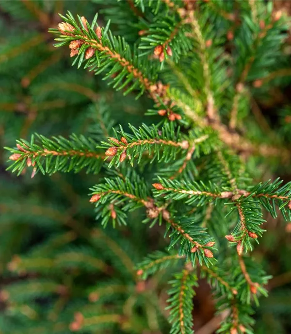 Picea abies 'Pygmaea' - Collection