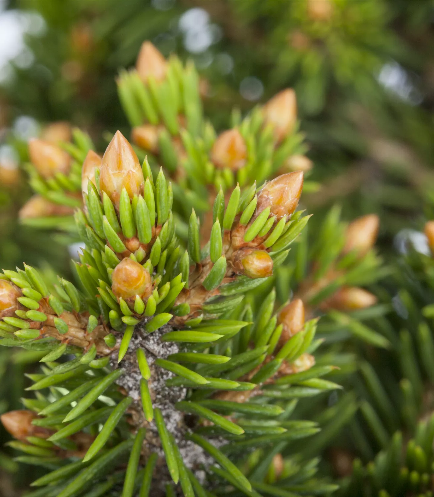 Picea abies 'Will's Zwerg' - Collection