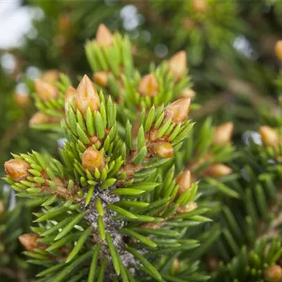 Sol 5xv mDb 80- 100 - Fichte 'Will's Zwerg' - Picea abies 'Will's Zwerg' - Collection