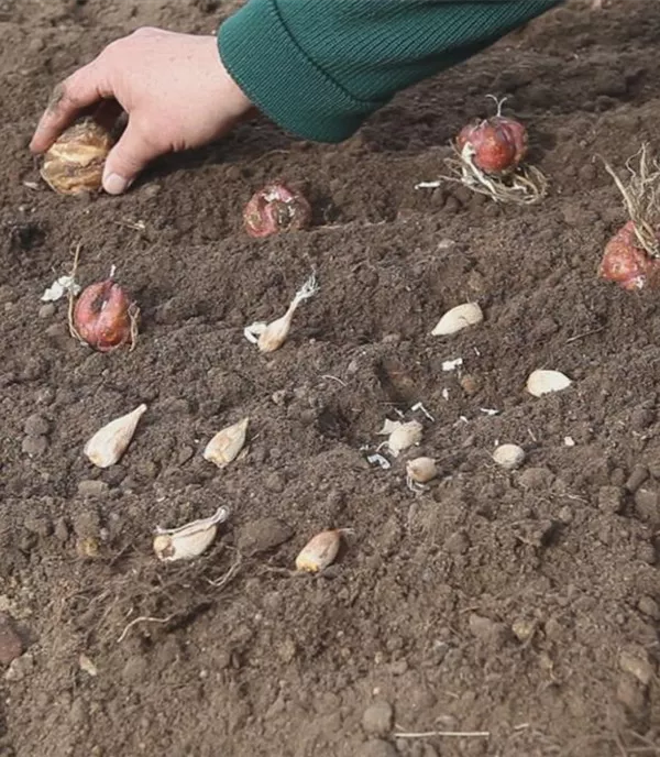 Blumenzwiebeln - Einpflanzen im Garten