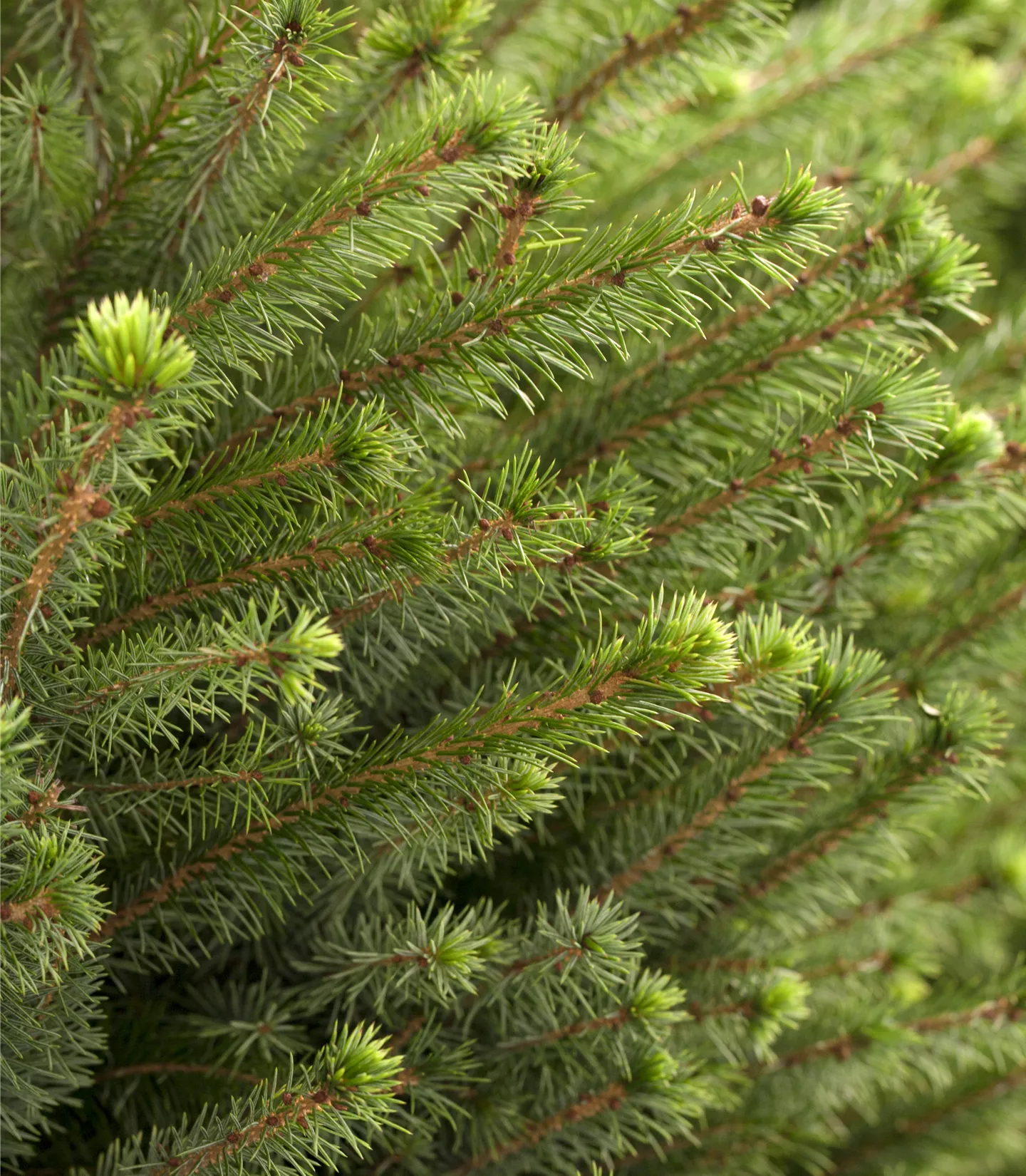 Picea omorika - Collection