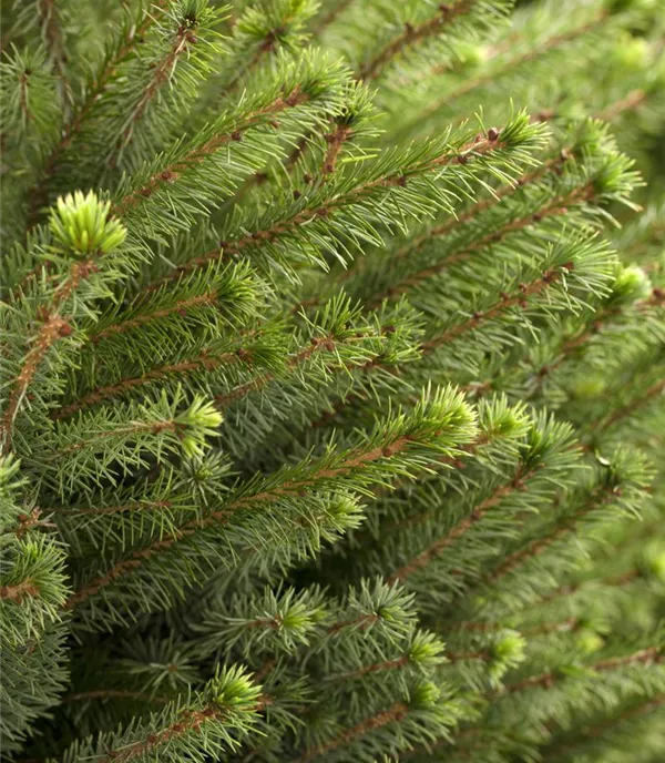 Picea omorika - Collection