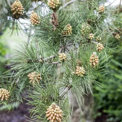 Sol 5xv mDb 125- 150 - Schlangenhautkiefer - Pinus heldreichii var.leucodermis - Collection