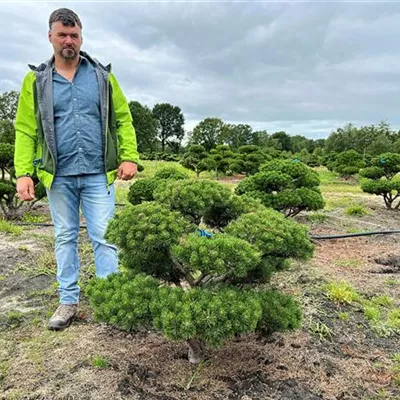 Bonsai 80 - 100 x 80 - 100, Nr. 53D 2400 - Kugel-Kiefer 'Mops' - Pinus mugo 'Mops' - Collection