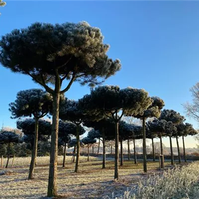 Charakterbaum H 6xv mDb 50- 60 - Schwarzkiefer - Pinus nigra ssp.nigra - Collection