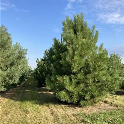 MB 250-350 SM - Schwarzkiefer - Pinus nigra ssp.nigra - Collection