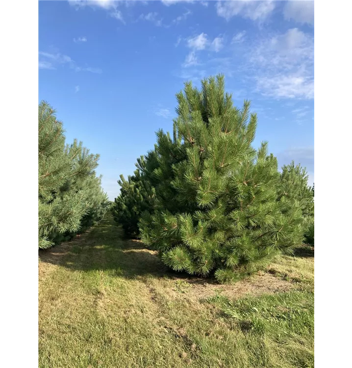 Schwarzkiefer - Pinus nigra ssp.nigra - Collection