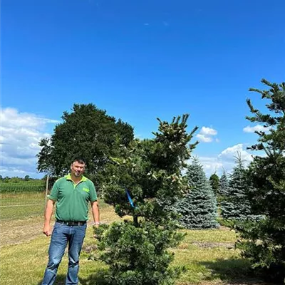 Sol 225 - 250, - Blaue Mädchenkiefer - Pinus parviflora 'Glauca' - Collection