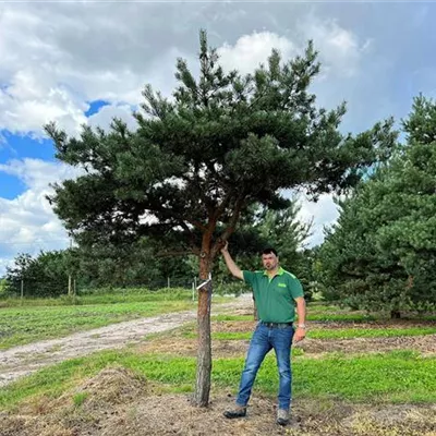 Pinienform 45 - 50, Nr. HP22-23C 8000 - Kiefer - Pinus sylvestris - Collection